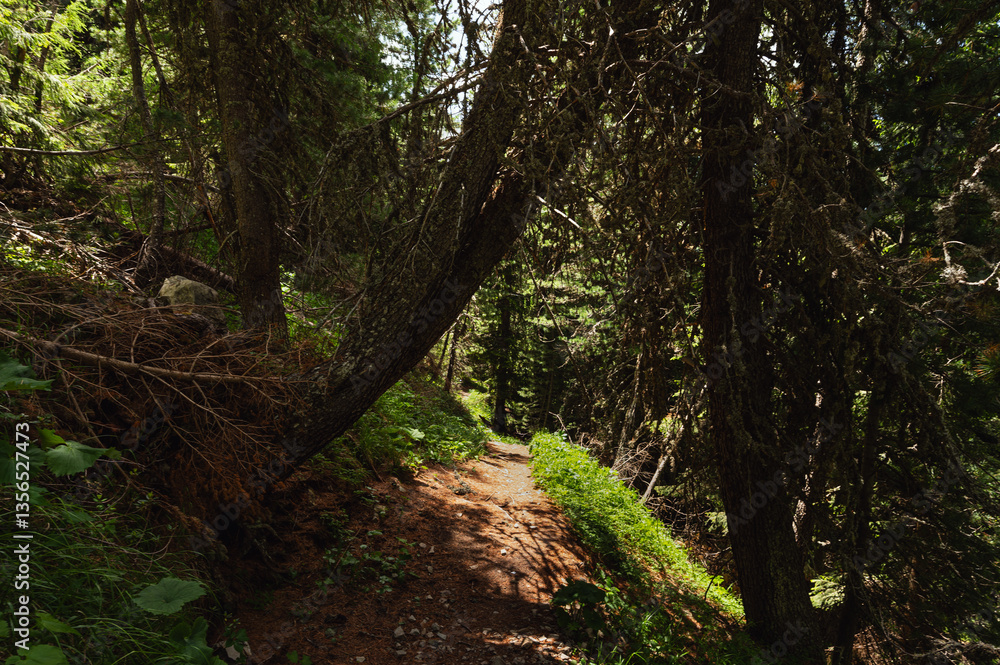 mountain landscape along the San Nicolò trail, Pozza di Fassa, val di Fassa, Dolomites, Italia