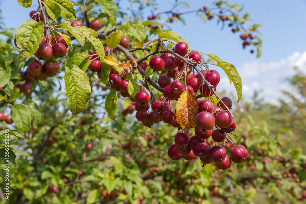 Fototapeta premium Branch of paradise apple with red fruits at sunny day