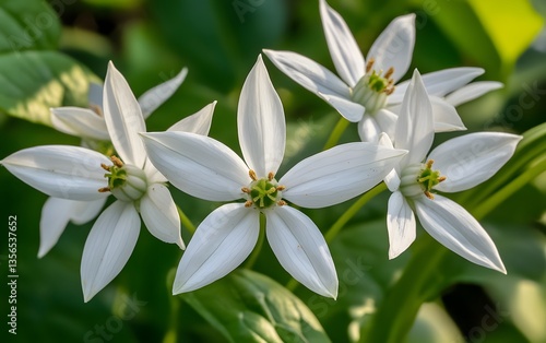 Closeup of Delicate White Flowers Blooming in Lush Green Garden