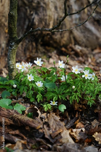 White flowers blooming on forest floor