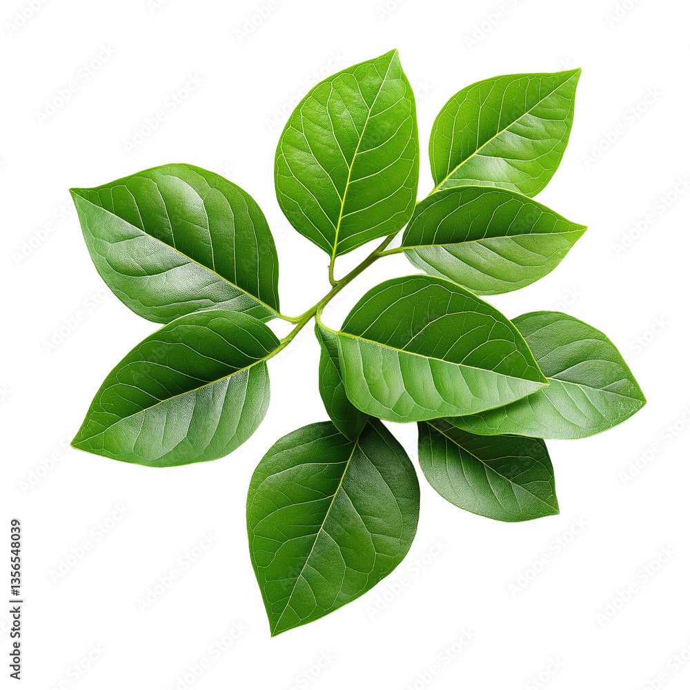 Fototapeta premium Pile of leaves. Vines. Chloroplasts. Green leaves. Photo asset with background removed, PNG icon available.