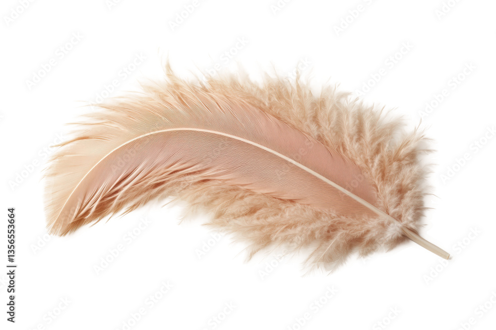 Elegant beige feather with delicate fluffy texture and intricate details, cut out Elegant beige feather with delicate fluffy texture and intricate details, cut out