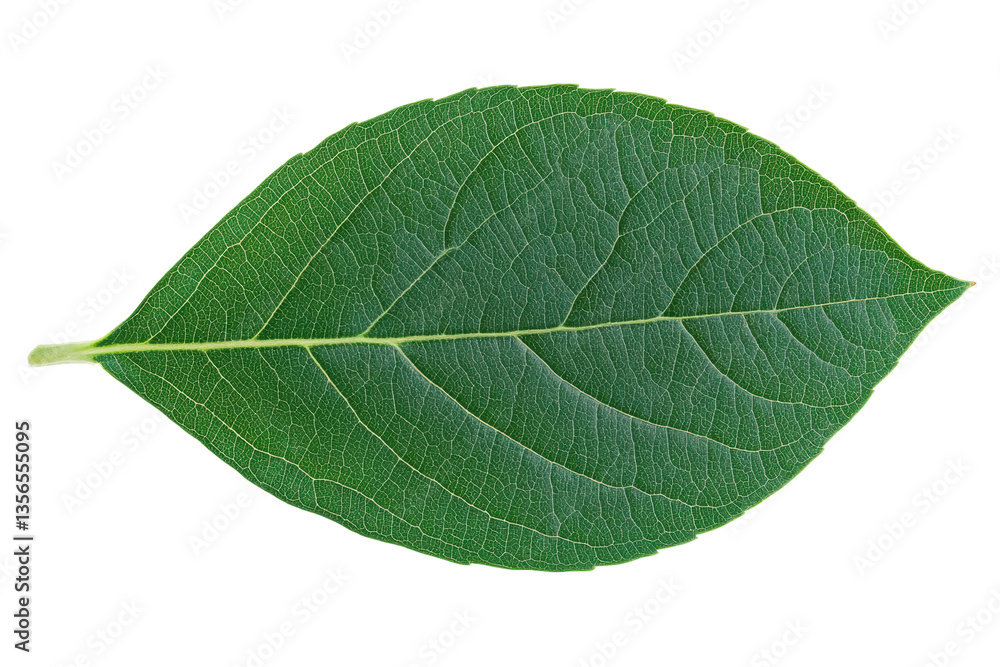 Fototapeta premium Close-up of a green leaf with detailed vein patterns on a black background, cut out