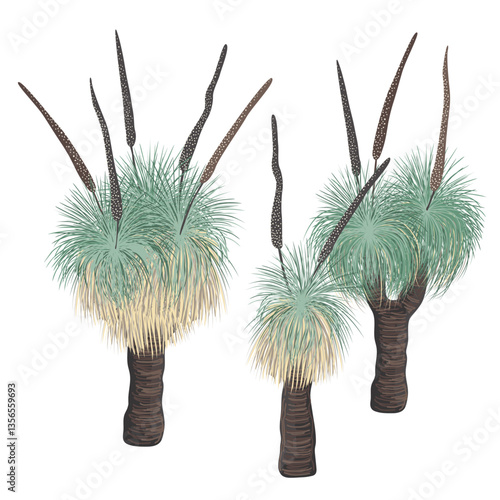 Group of Xanthorrhoea trees in bloom, vector isolated illustration. Grass tree with flowers, native Australian endemic flora element