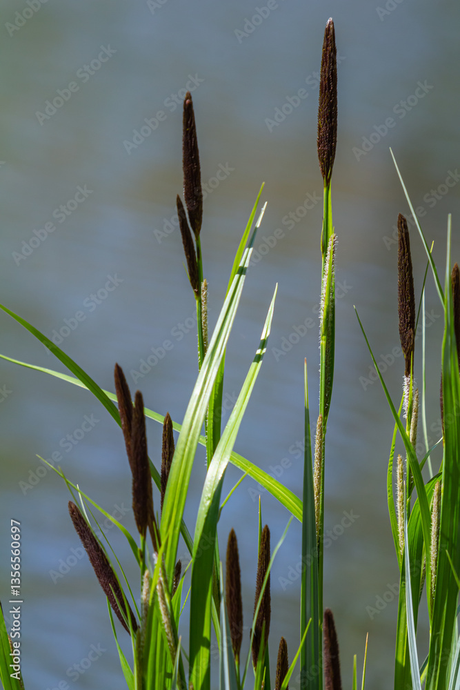 Obraz premium Carex acuta - found growing on the margins of rivers and lakes in the Palaearctic terrestrial ecoregions in beds of wet, alkaline or slightly acid depressions with mineral soil