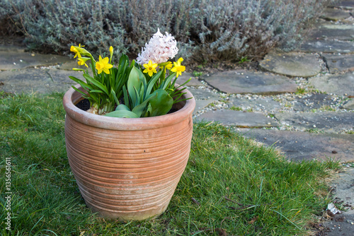 spring flowers in clay pot in the garden