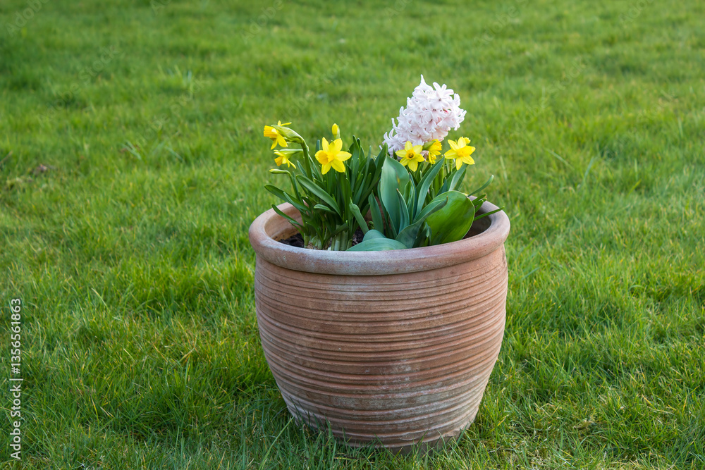 spring flowers in clay pot in the garden