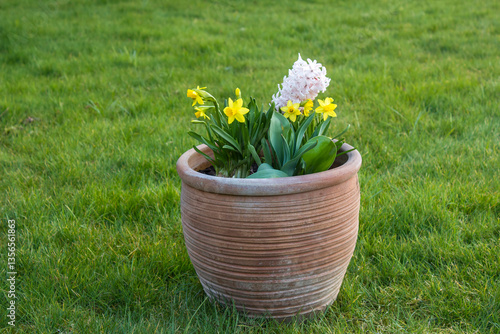 Obraz na płótnie spring flowers in clay pot in the garden w salonie