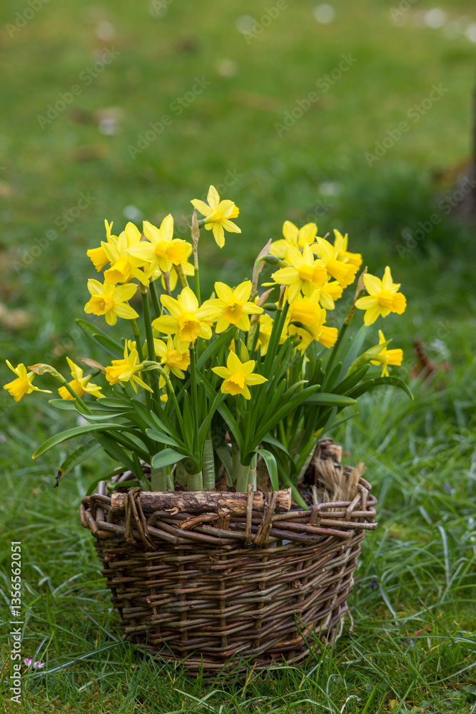 The daffodil, yellow narcissus flowers in a basket, springtime in the garden
