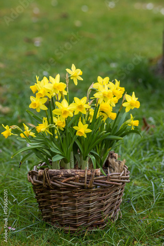 Obraz na płótnie The daffodil, yellow narcissus flowers in a basket, springtime in the garden w salonie