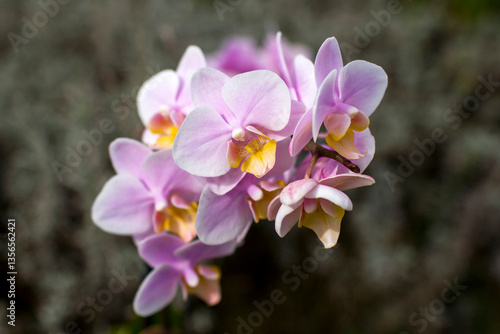 Beautiful pink orchid  - phalaenopsis in a garden