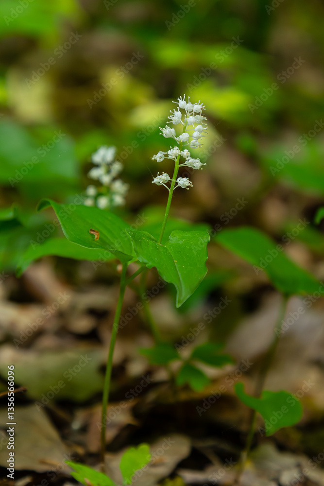 Maianthemum bifolium or false lily of the valley or May lily is often a localized common rhizomatous flowering plant. Growing in the forest Maianthemum bifolium or false lily of the valley or May lily is often a localized common rhizomatous flowering plant. Growing in the forest