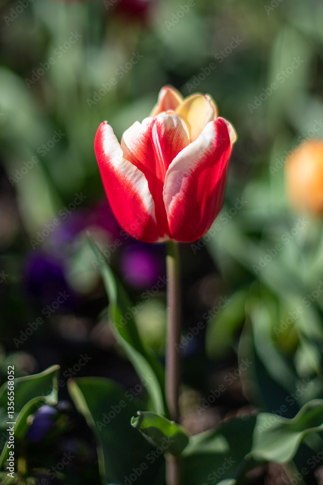 Field of colorful tulips, many red flowers. Field of spring flowers. Tulip field Red tulips, yellow tulips, pink flowers. Field of colorful tulips, many red flowers. Field of spring flowers. Tulip field Red tulips, yellow tulips, pink flowers.