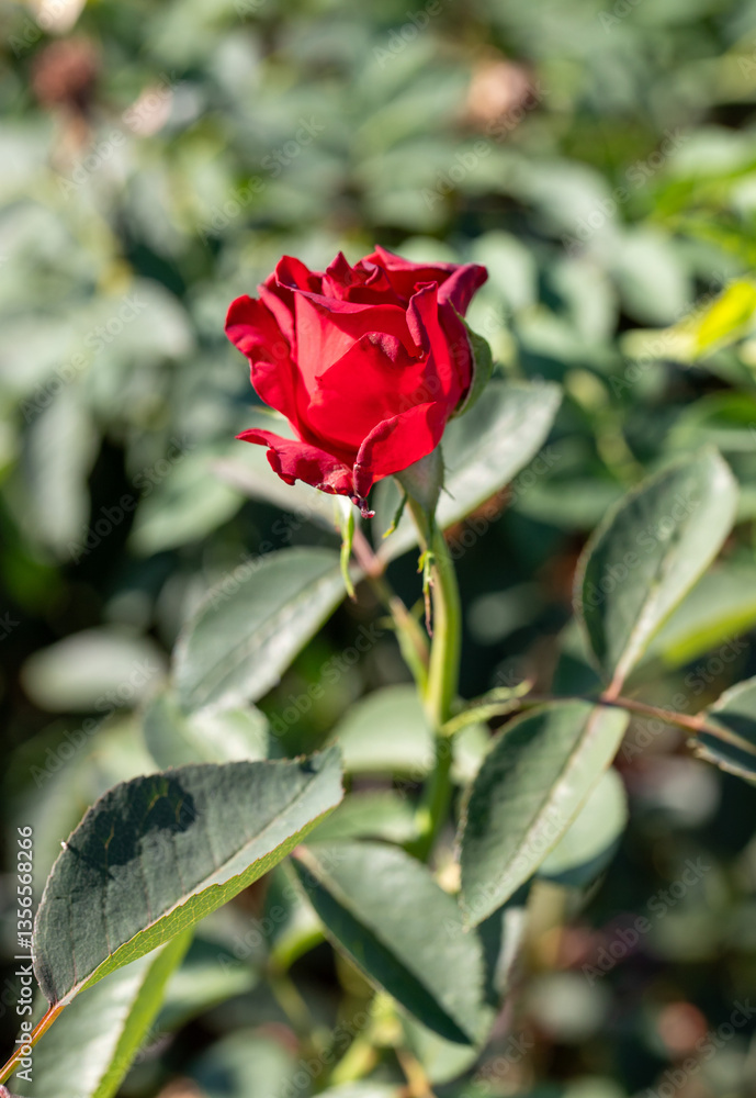 A red rose is the main focus of the image, surrounded by green leaves A red rose is the main focus of the image, surrounded by green leaves