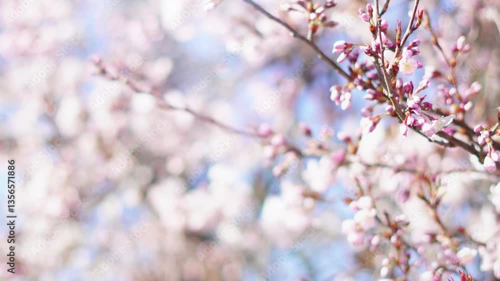 Delicate apricot tree blossoms in soft light, creating a serene spring mood. Delicate apricot tree blossoms in soft light, creating a serene spring mood.
