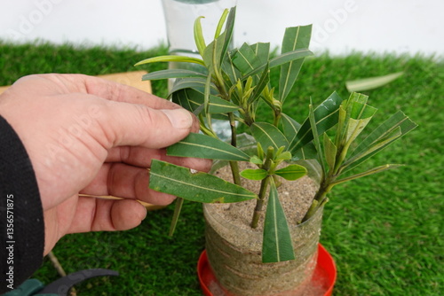 Obraz na plátne oleander branches planted in sand to reproduce roots by cuttings.