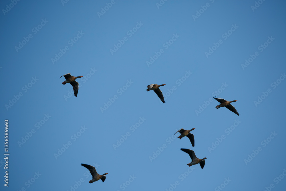 Birds flying in a V formation against a clear blue sky during late afternoon Birds flying in a V formation against a clear blue sky during late afternoon