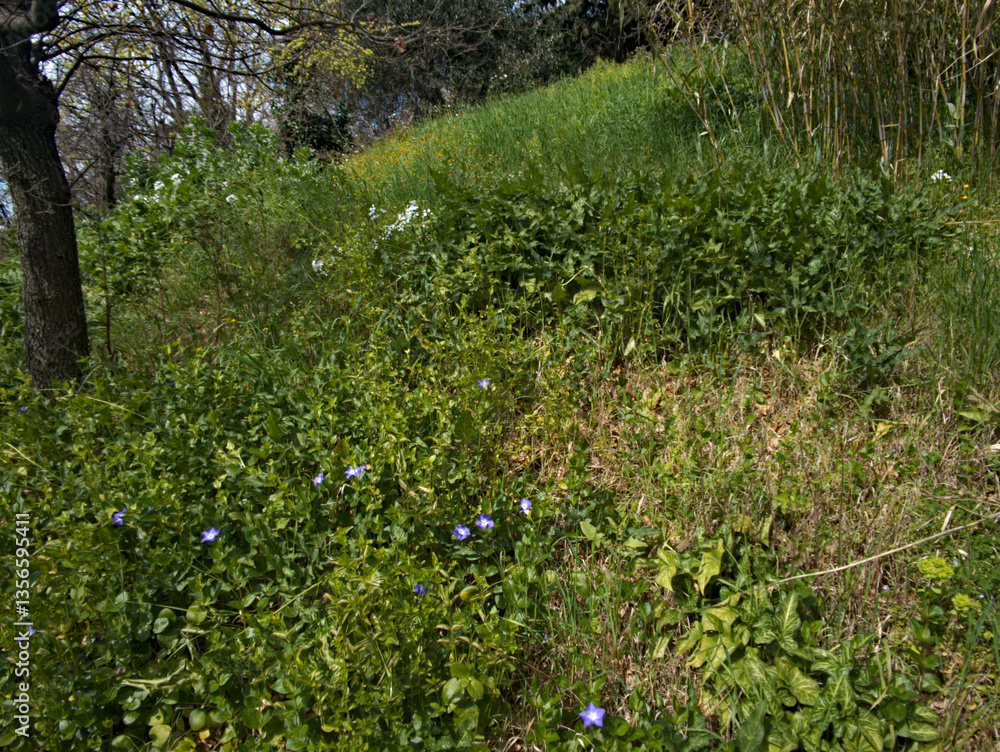 Erbe e fiori selvatici in primavera