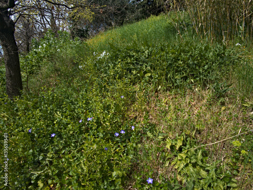 Obraz na płótnie Erbe e fiori selvatici in primavera w salonie