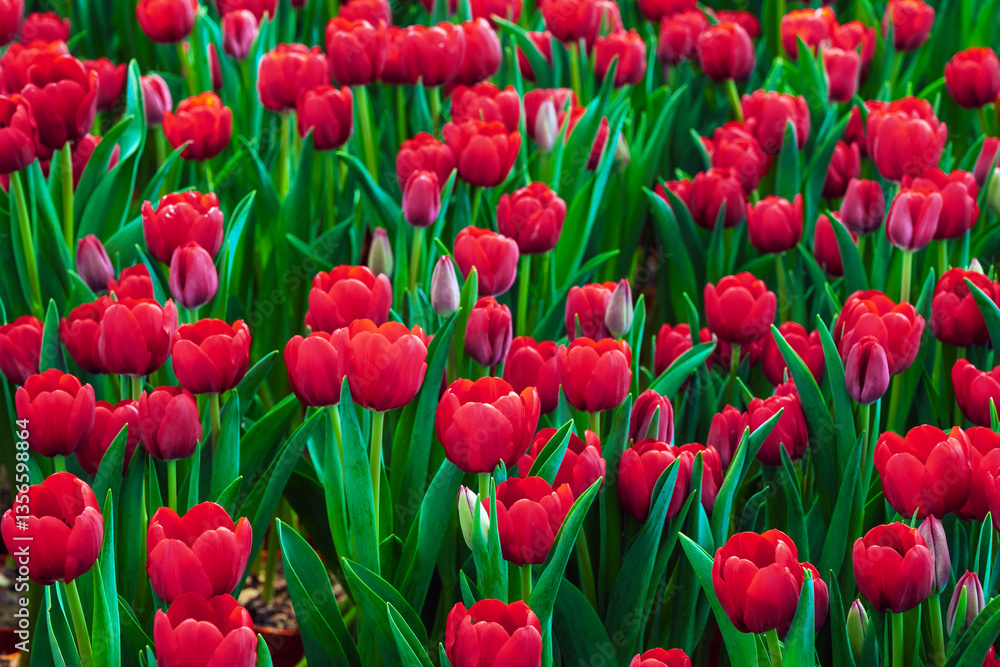 Fototapeta premium field of blooming red tulip flowers in the garden in spring. Beautiful natural blossom floral background