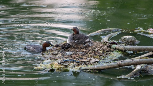 Canvas Print Little Grebes nesting on floating debris