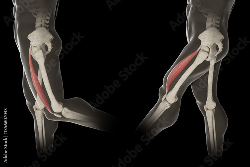  3d Illustration of Rectus Femoris Muscle Movement Side View