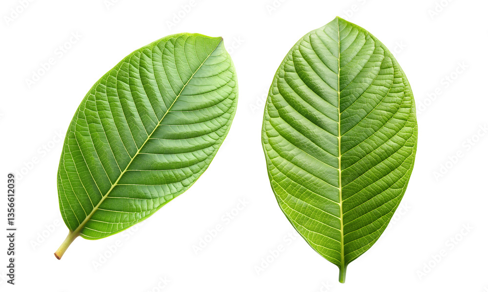 Obraz premium Green leaves isolated, Fresh leaves collection, Collection set of green guava leaves branch isolated