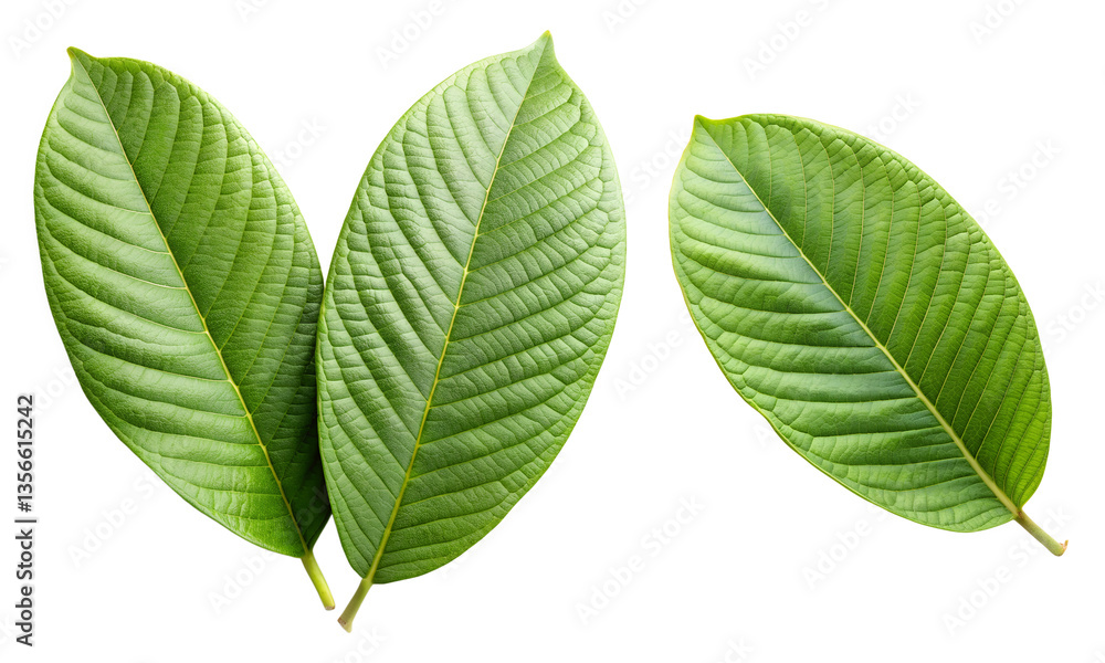 Fototapeta premium Green leaves isolated, Fresh leaves collection, Collection set of green guava leaves branch isolated