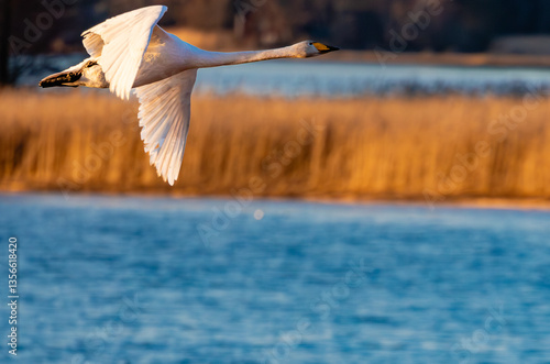 swan flying over the water