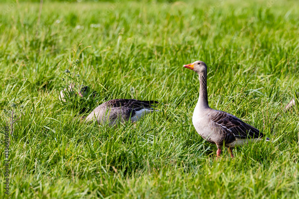 goose on the grass