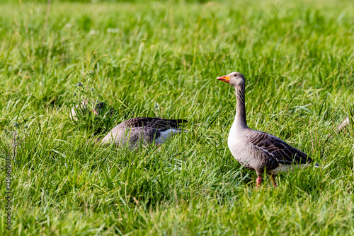 goose on the grass