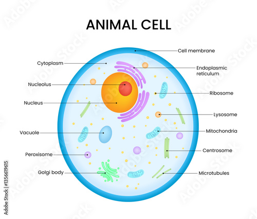 Diagram of Animal Cell Structure