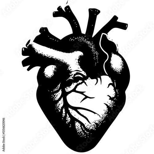 Stylized Black and White Human Heart Illustration