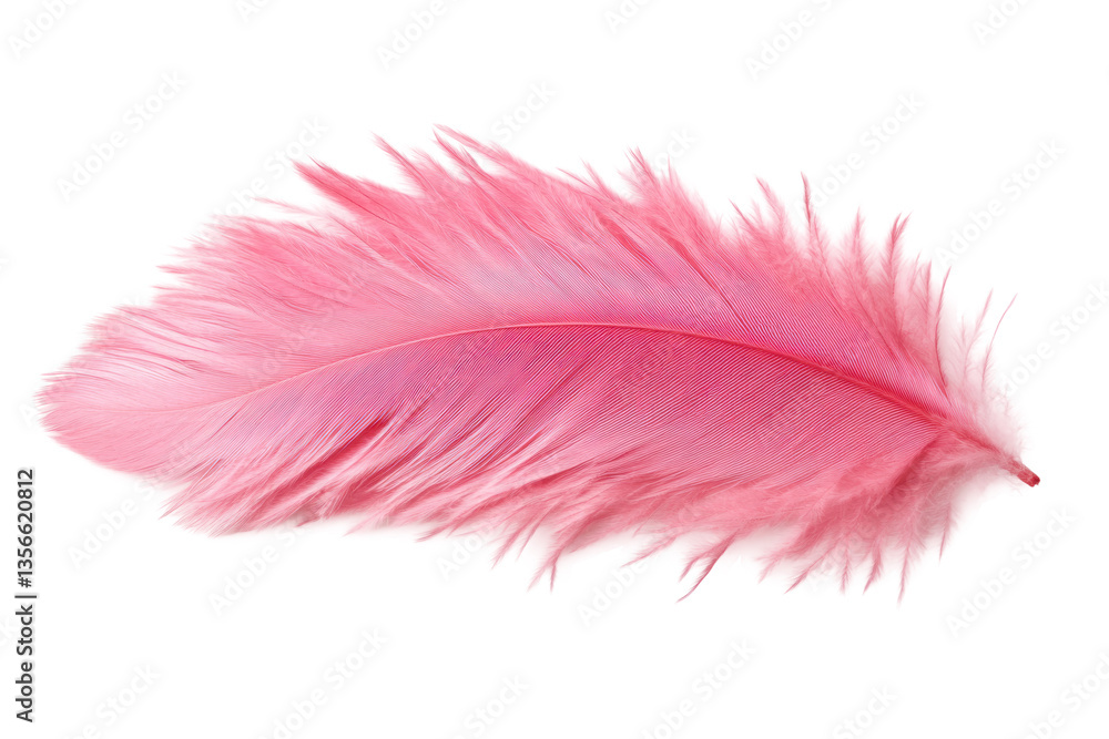 Close-up of delicate pink feather with soft texture and detail, cut out Close-up of delicate pink feather with soft texture and detail, cut out