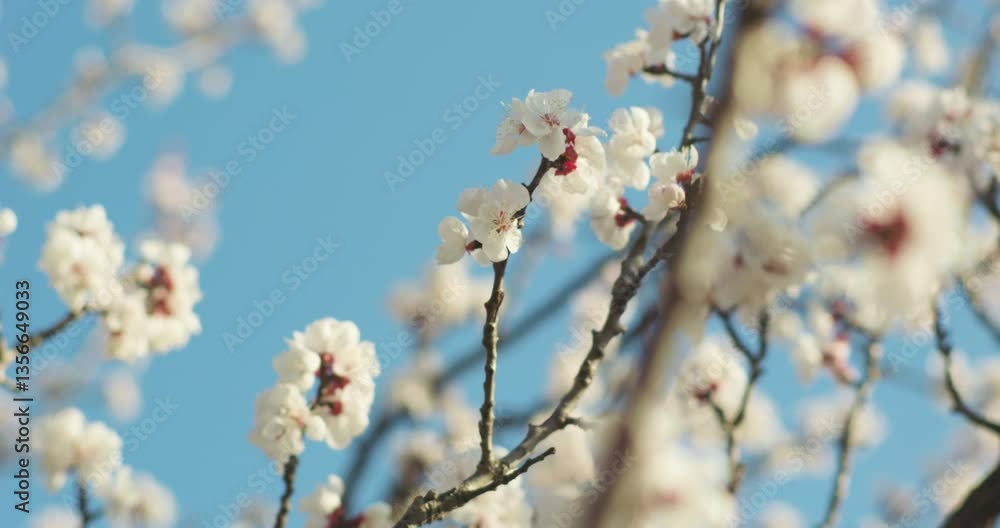 Spring blooming plum blossoms cherry blossoms bees collecting nectar Spring blooming plum blossoms cherry blossoms bees collecting nectar