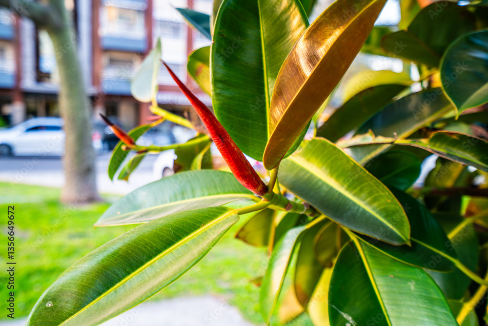 Fototapeta premium A leaf with a red tip