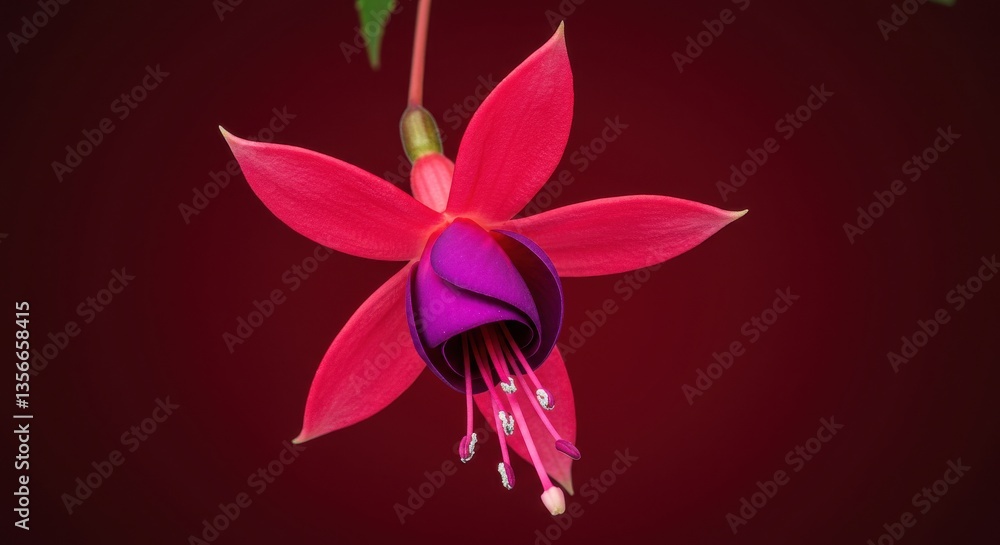 Fototapeta premium Close up of a fuchsia flower with red petals and purple center on a dark red background color