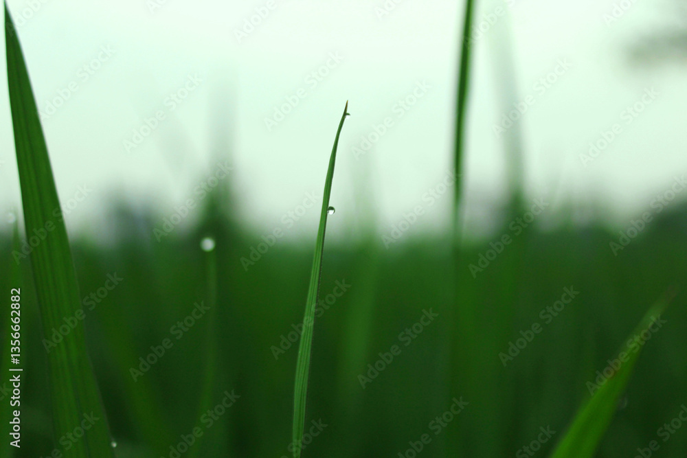 green grass with dew drops green grass with dew drops