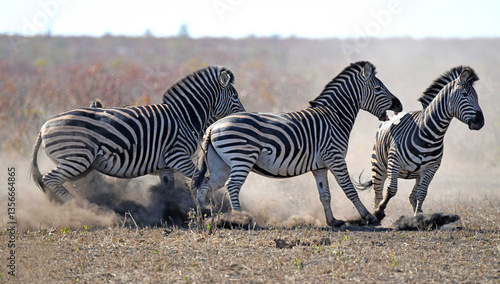 Zebras try to get away near Satara Camp in Kruger National Park calm and easy near a waterhole - suddenly got  startled; producing a beautiful dust cloud.