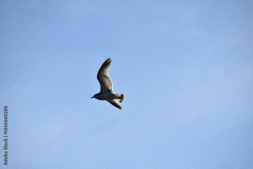 Obraz premium A gull is flying in the sky in bright and sunny spring day.