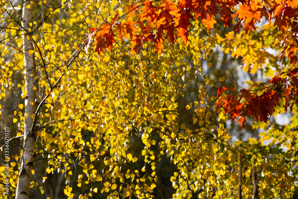 Fototapeta premium Beautiful birch tree with yellow leaves on a sunny autumn day. Autumn colors, nature concept