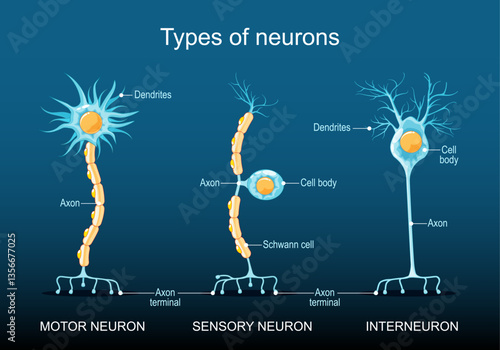 Different types of neurons. Neuron structure