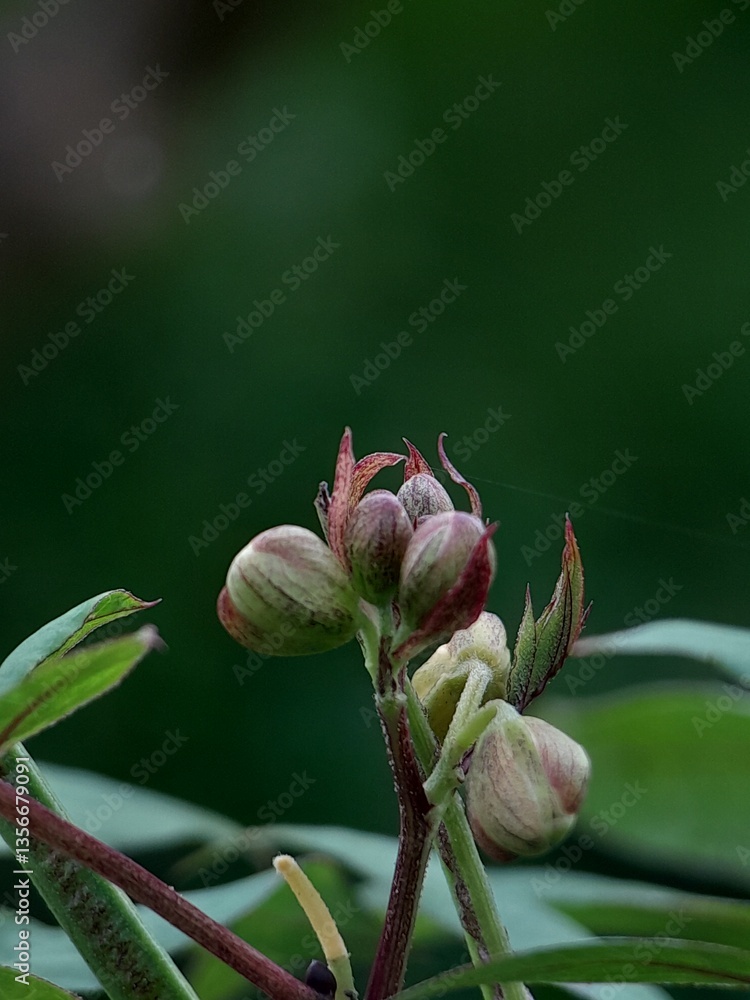 bud of a flower bud of a flower
