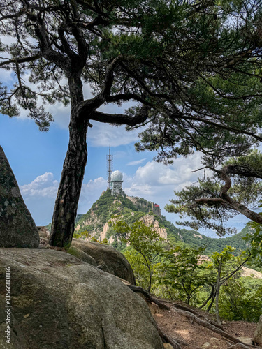 Wallpaper Mural Mountain Radar Station Framed by Pine Trees, South Korea Torontodigital.ca