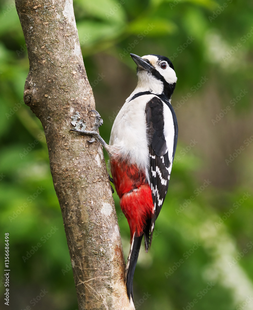 Fototapeta premium Great spotted woodpecker (Dendrocopos major) male in spring.