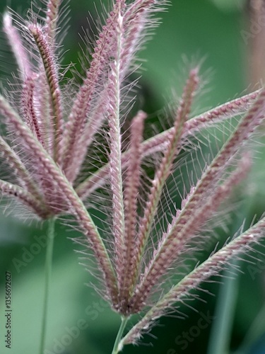 cactus close up