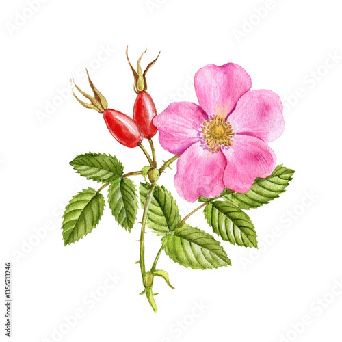 watercolor drawing branch of wild rose with pink flower, green leaves and red berries, rosehips, brier isolated at white background, hand drawn realistic botanical illustration