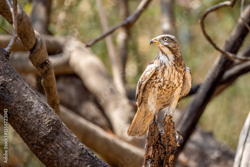 Photos White-eyed buzzard