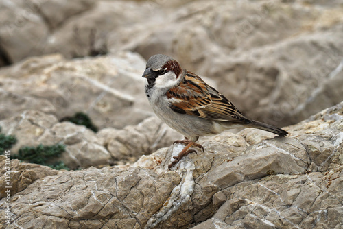 Einzelne Amsel die in die Kamera blickt
