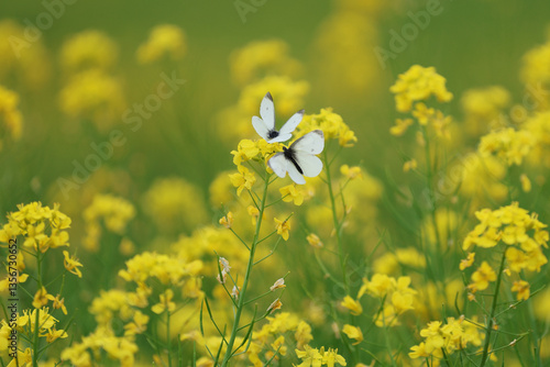Wallpaper Mural 菜の花に止まる2羽のモンシロチョウ Torontodigital.ca